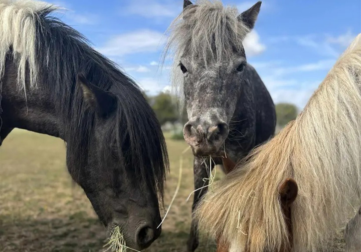 Three horses eat hay in a field.