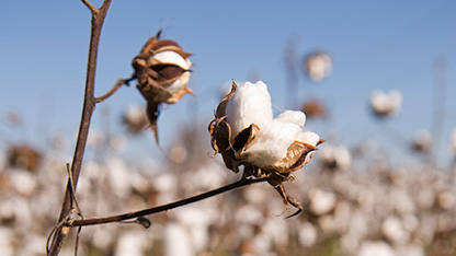 Cotton in field